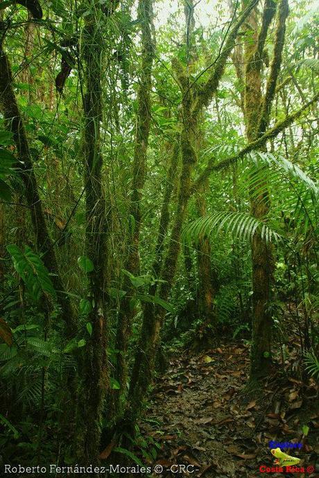 Refugio de Vida Silvestre La Marta -Senderos- (Pejibaye de Jiménez de Cartago)