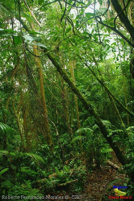 Refugio de Vida Silvestre La Marta -Senderos- (Pejibaye de Jiménez de Cartago)