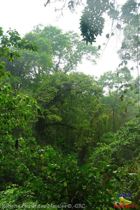 Refugio de Vida Silvestre La Marta -Senderos- (Pejibaye de Jiménez de Cartago)