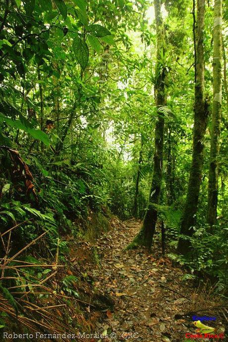 Refugio de Vida Silvestre La Marta -Senderos- (Pejibaye de Jiménez de Cartago)