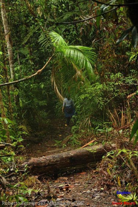 Refugio de Vida Silvestre La Marta -Senderos- (Pejibaye de Jiménez de Cartago) Refugio de Vida Silvestre La Marta -Senderos- (Pejibaye de Jiménez de Cartago)