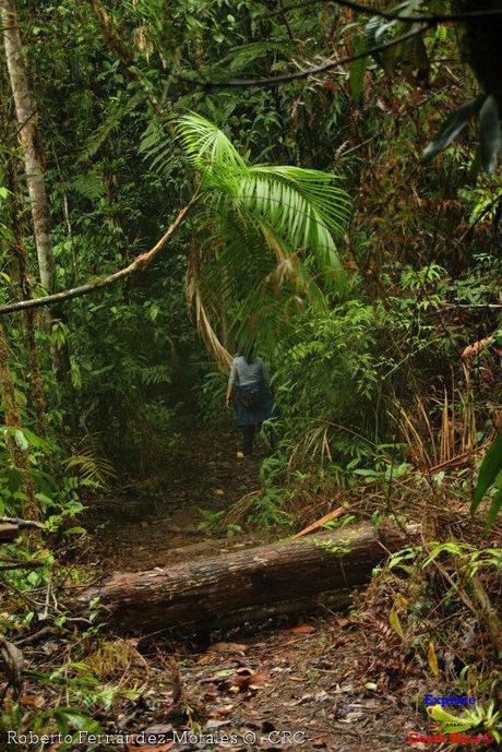 Refugio de Vida Silvestre La Marta -Senderos- (Pejibaye de Jiménez de Cartago)