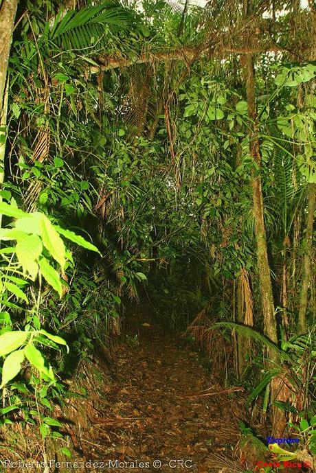 Refugio de Vida Silvestre La Marta -Senderos- (Pejibaye de Jiménez de Cartago)