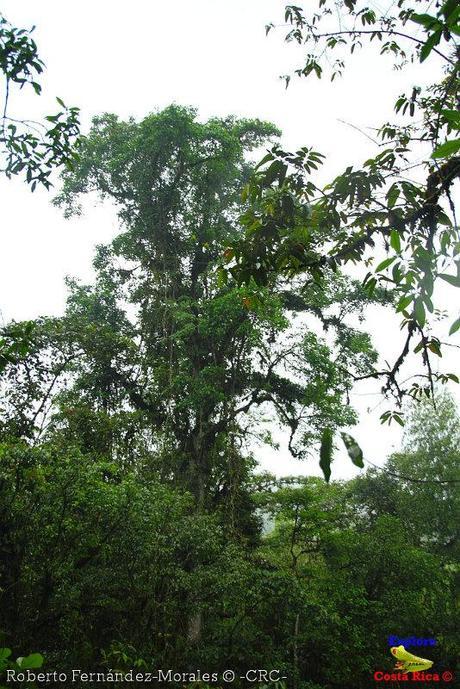 Refugio de Vida Silvestre La Marta -Senderos- (Pejibaye de Jiménez de Cartago) Refugio de Vida Silvestre La Marta -Senderos- (Pejibaye de Jiménez de Cartago)