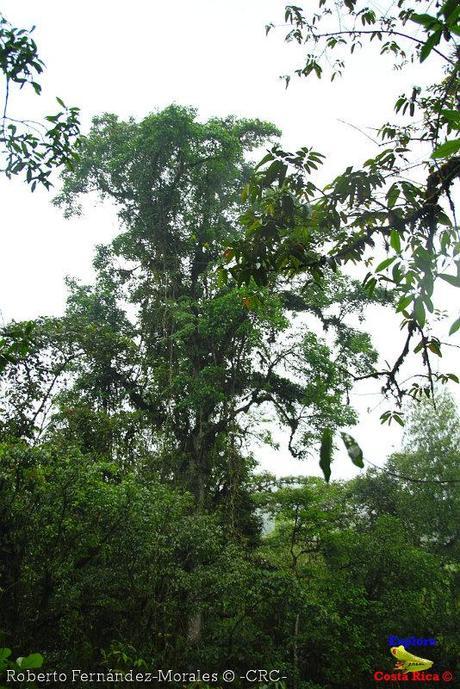 Refugio de Vida Silvestre La Marta -Senderos- (Pejibaye de Jiménez de Cartago)