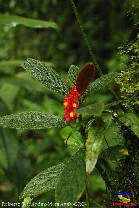 Refugio de Vida Silvestre La Marta -Senderos- (Pejibaye de Jiménez de Cartago)