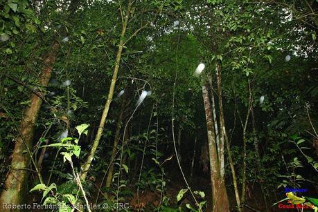 Refugio de Vida Silvestre La Marta -Senderos- (Pejibaye de Jiménez de Cartago)