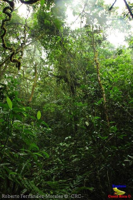 Refugio de Vida Silvestre La Marta -Senderos- (Pejibaye de Jiménez de Cartago)