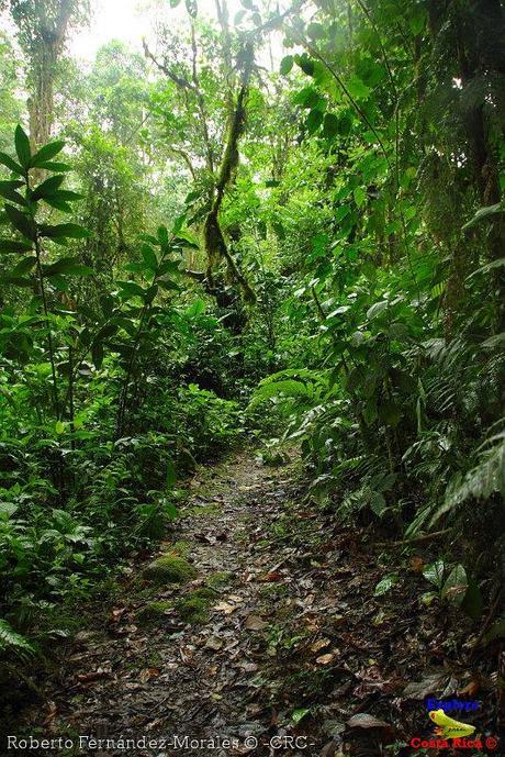 Refugio de Vida Silvestre La Marta -Senderos- (Pejibaye de Jiménez de Cartago)