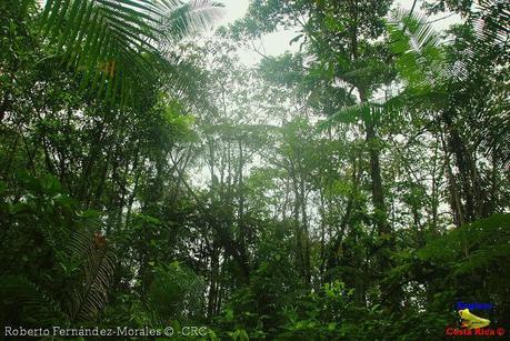 Refugio de Vida Silvestre La Marta -Senderos- (Pejibaye de Jiménez de Cartago)