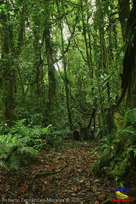 Refugio de Vida Silvestre La Marta -Senderos- (Pejibaye de Jiménez de Cartago)