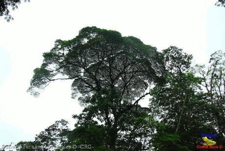 Refugio de Vida Silvestre La Marta -Senderos- (Pejibaye de Jiménez de Cartago)