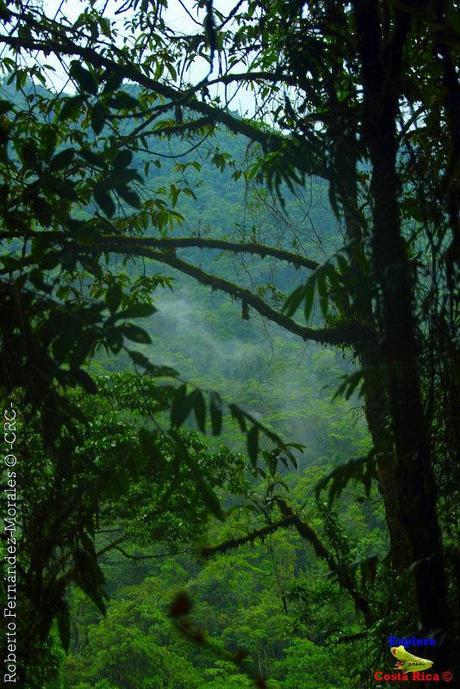 Refugio de Vida Silvestre La Marta -Senderos- (Pejibaye de Jiménez de Cartago)