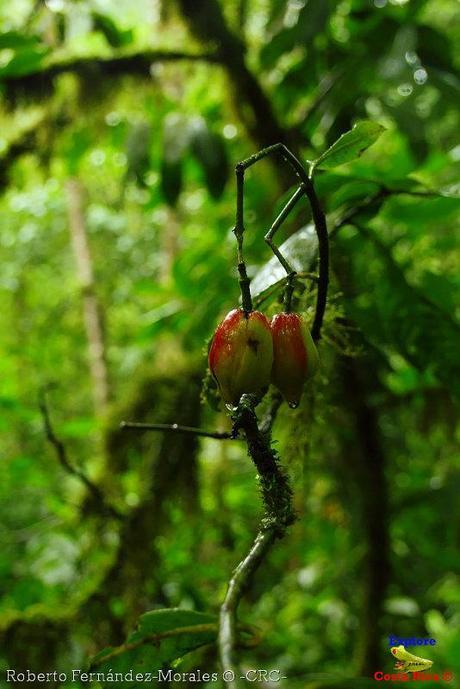 Refugio de Vida Silvestre La Marta -Senderos- (Pejibaye de Jiménez de Cartago)