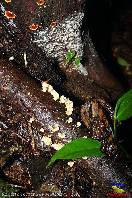 Refugio de Vida Silvestre La Marta -Senderos- (Pejibaye de Jiménez de Cartago)