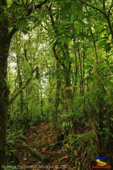 Refugio de Vida Silvestre La Marta -Senderos- (Pejibaye de Jiménez de Cartago)