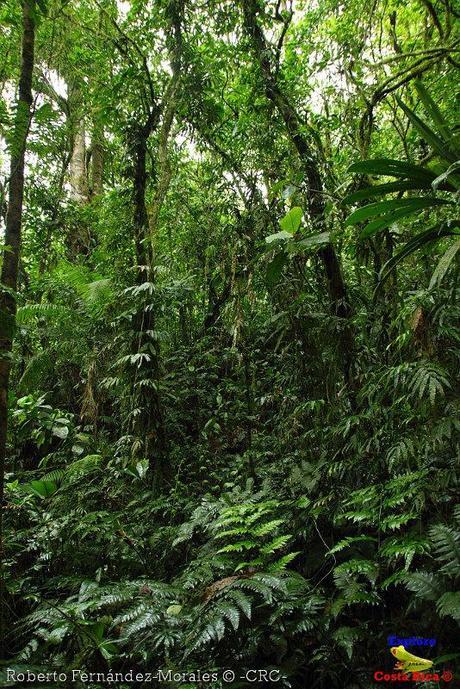 Refugio de Vida Silvestre La Marta -Senderos- (Pejibaye de Jiménez de Cartago)