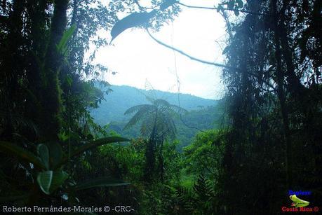 Refugio de Vida Silvestre La Marta -Senderos- (Pejibaye de Jiménez de Cartago)