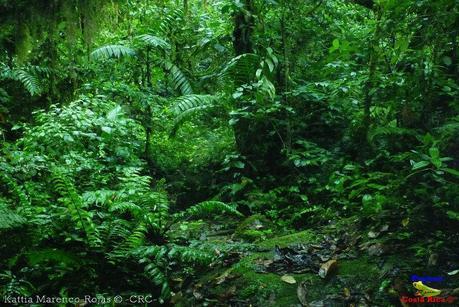 Refugio de Vida Silvestre La Marta -Senderos- (Pejibaye de Jiménez de Cartago)