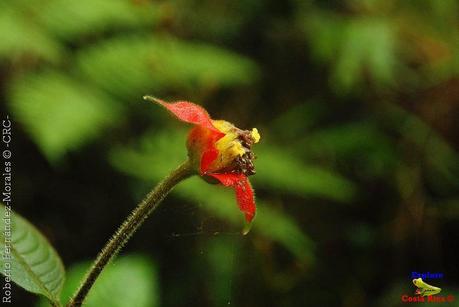 Refugio de Vida Silvestre La Marta -Senderos- (Pejibaye de Jiménez de Cartago)