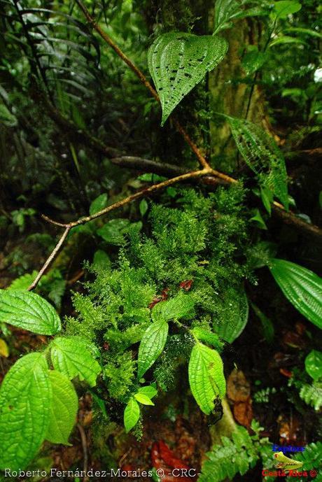 Refugio de Vida Silvestre La Marta -Senderos- (Pejibaye de Jiménez de Cartago)