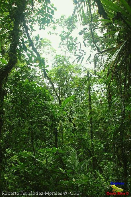 Refugio de Vida Silvestre La Marta -Senderos- (Pejibaye de Jiménez de Cartago)