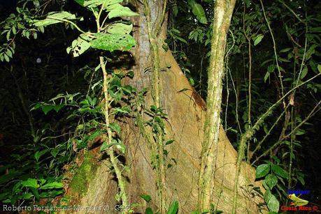 Refugio de Vida Silvestre La Marta -Senderos- (Pejibaye de Jiménez de Cartago)