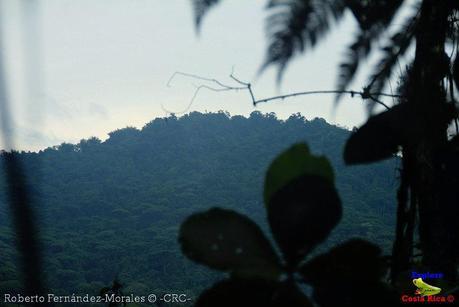 Refugio de Vida Silvestre La Marta -Senderos- (Pejibaye de Jiménez de Cartago)