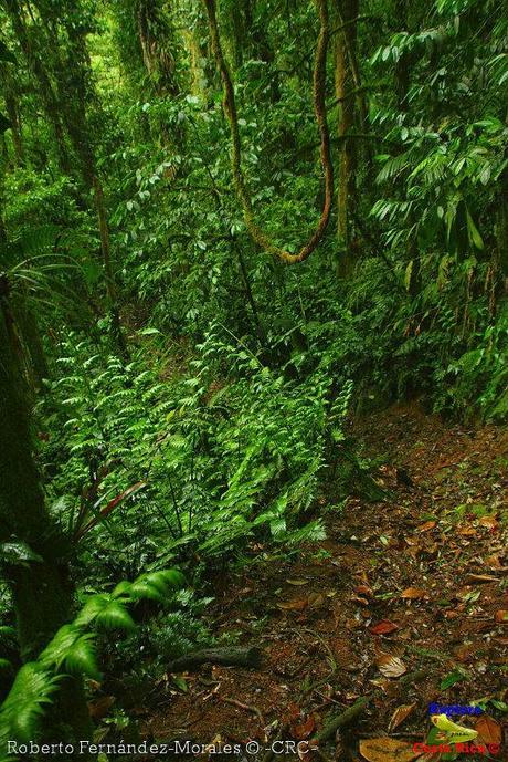 Refugio de Vida Silvestre La Marta -Senderos- (Pejibaye de Jiménez de Cartago)