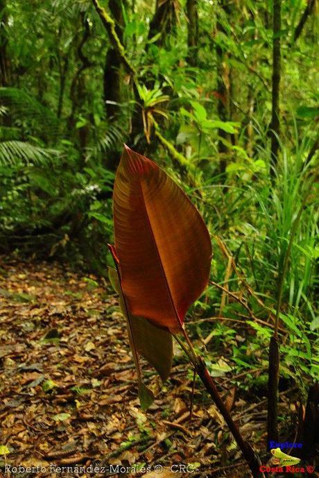 Refugio de Vida Silvestre La Marta -Senderos- (Pejibaye de Jiménez de Cartago)