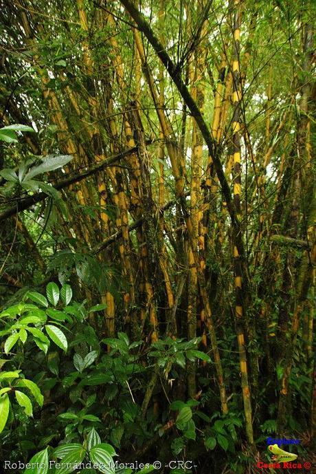 Refugio de Vida Silvestre La Marta -Senderos- (Pejibaye de Jiménez de Cartago)