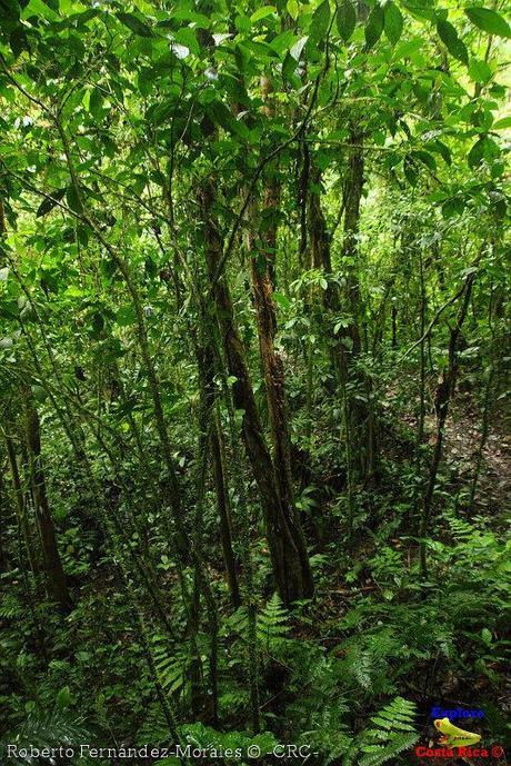 Refugio de Vida Silvestre La Marta -Senderos- (Pejibaye de Jiménez de Cartago)