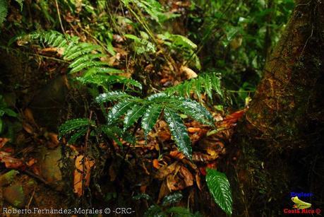 Refugio de Vida Silvestre La Marta -Senderos- (Pejibaye de Jiménez de Cartago)