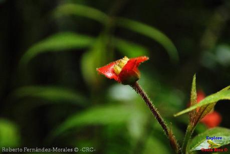 Refugio de Vida Silvestre La Marta -Senderos- (Pejibaye de Jiménez de Cartago)