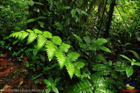 Refugio de Vida Silvestre La Marta -Senderos- (Pejibaye de Jiménez de Cartago)