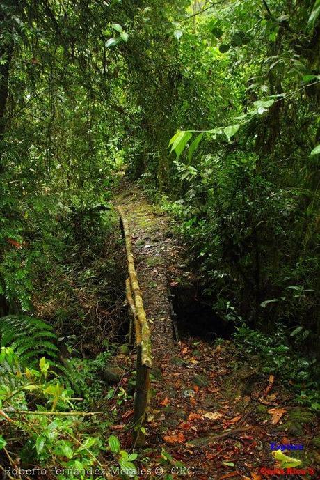 Refugio de Vida Silvestre La Marta -Senderos- (Pejibaye de Jiménez de Cartago)