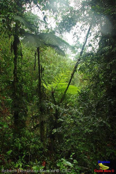 Refugio de Vida Silvestre La Marta -Senderos- (Pejibaye de Jiménez de Cartago)