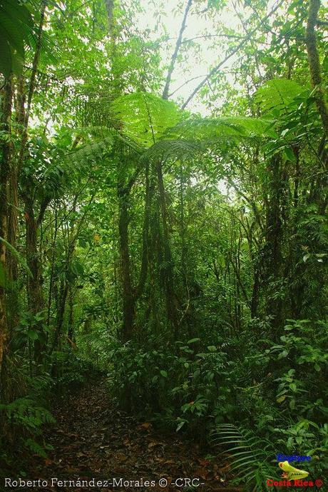 Refugio de Vida Silvestre La Marta -Senderos- (Pejibaye de Jiménez de Cartago)