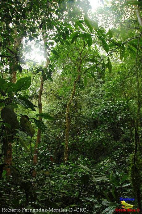 Refugio de Vida Silvestre La Marta -Senderos- (Pejibaye de Jiménez de Cartago)