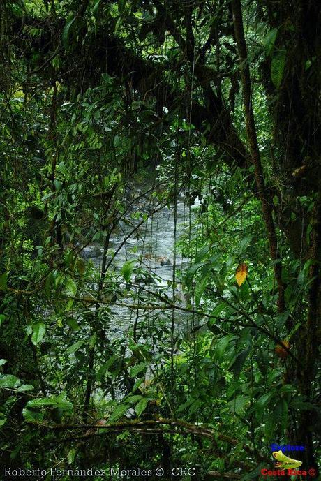 Refugio de Vida Silvestre La Marta -Senderos- (Pejibaye de Jiménez de Cartago)