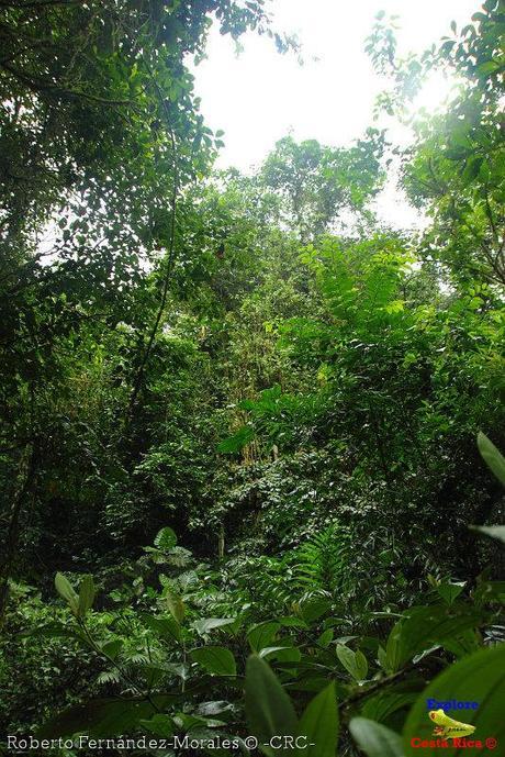 Refugio de Vida Silvestre La Marta -Senderos- (Pejibaye de Jiménez de Cartago)