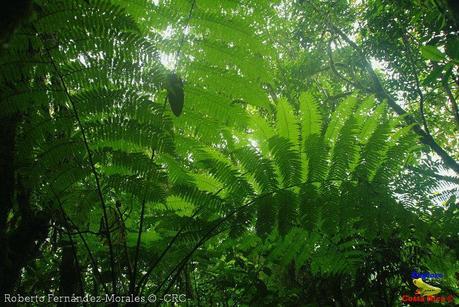 Refugio de Vida Silvestre La Marta -Senderos- (Pejibaye de Jiménez de Cartago)