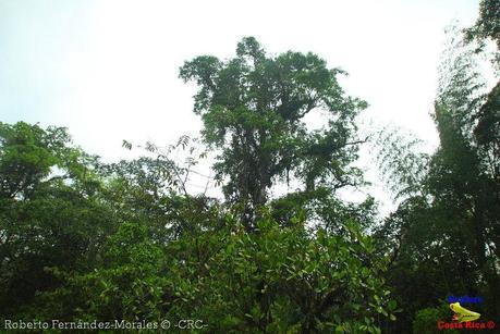 Refugio de Vida Silvestre La Marta -Senderos- (Pejibaye de Jiménez de Cartago) Refugio de Vida Silvestre La Marta -Senderos- (Pejibaye de Jiménez de Cartago)