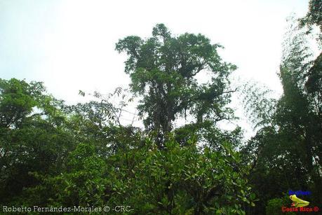 Refugio de Vida Silvestre La Marta -Senderos- (Pejibaye de Jiménez de Cartago)