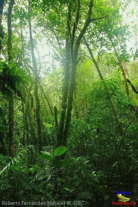 Refugio de Vida Silvestre La Marta -Senderos- (Pejibaye de Jiménez de Cartago)