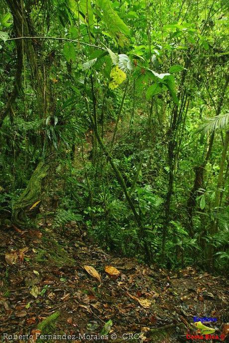 Refugio de Vida Silvestre La Marta -Senderos- (Pejibaye de Jiménez de Cartago)