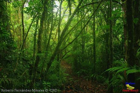 Refugio de Vida Silvestre La Marta -Senderos- (Pejibaye de Jiménez de Cartago) Refugio de Vida Silvestre La Marta -Senderos- (Pejibaye de Jiménez de Cartago)