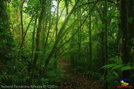 Refugio de Vida Silvestre La Marta -Senderos- (Pejibaye de Jiménez de Cartago)