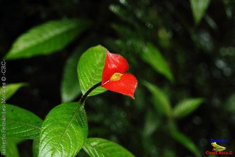 Refugio de Vida Silvestre La Marta -Senderos- (Pejibaye de Jiménez de Cartago)