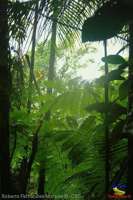 Refugio de Vida Silvestre La Marta -Senderos- (Pejibaye de Jiménez de Cartago)